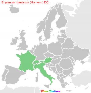 Erysimum rhaeticum (Hornem.) DC.